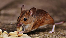 24 Hour & Emergency Exterminators in Mt Mourne, NC